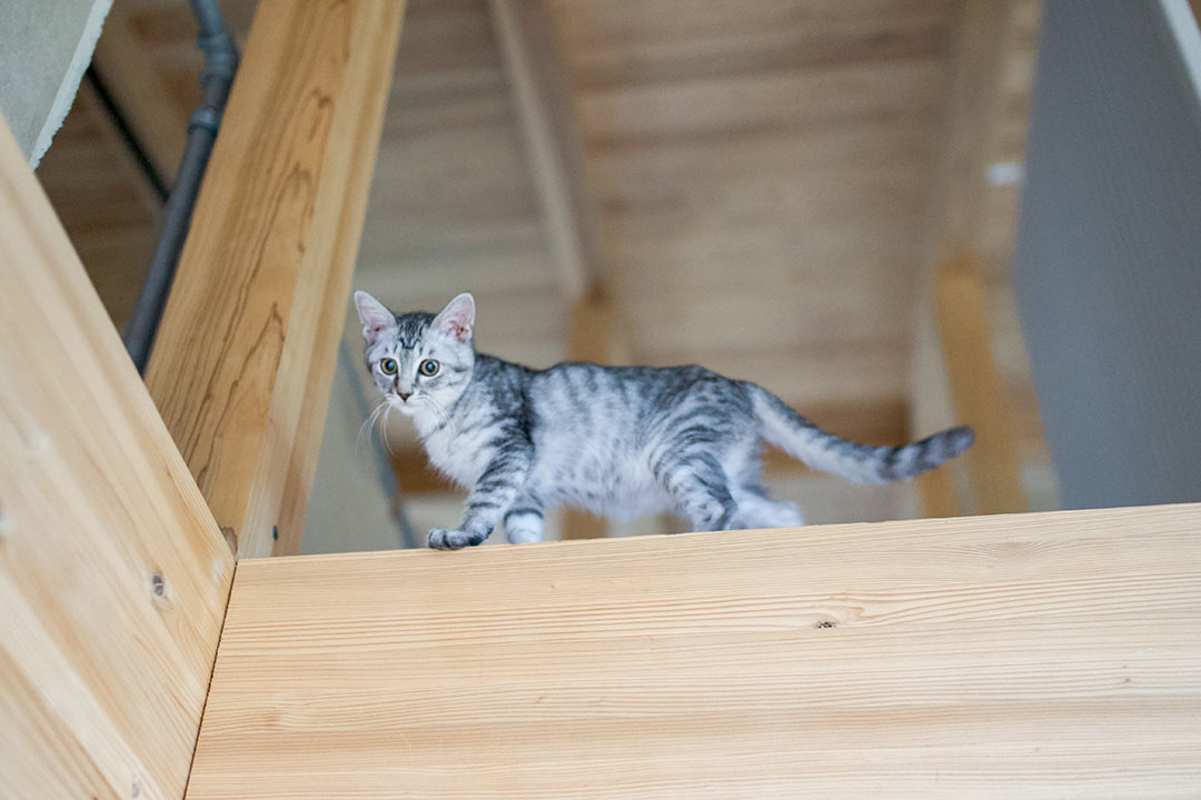 猫と暮らす家